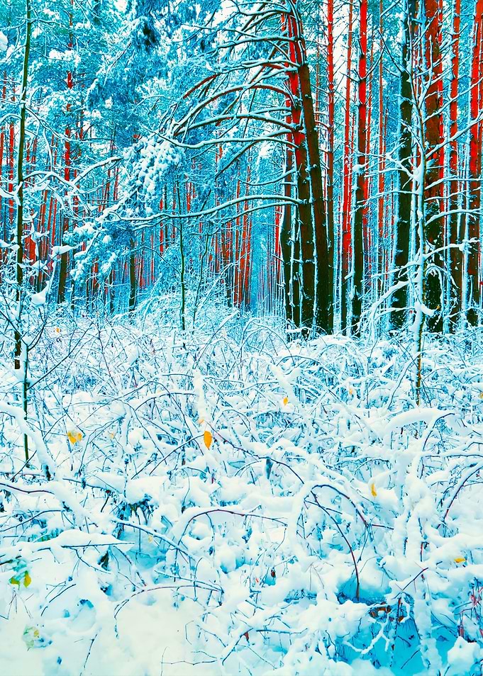 Pine Forest In Winter