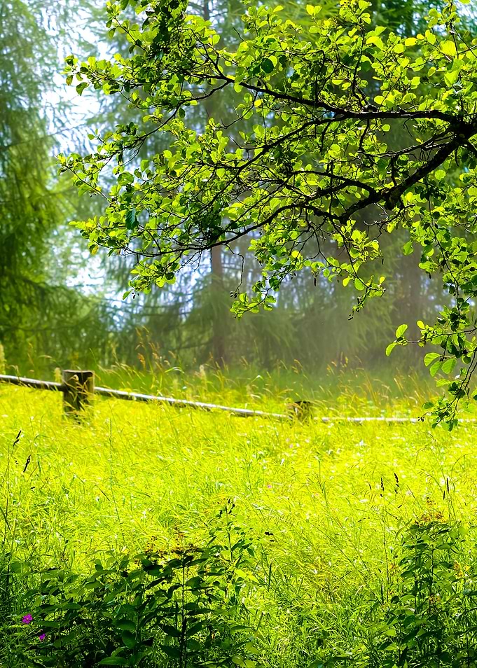 Countryside Forest Scene