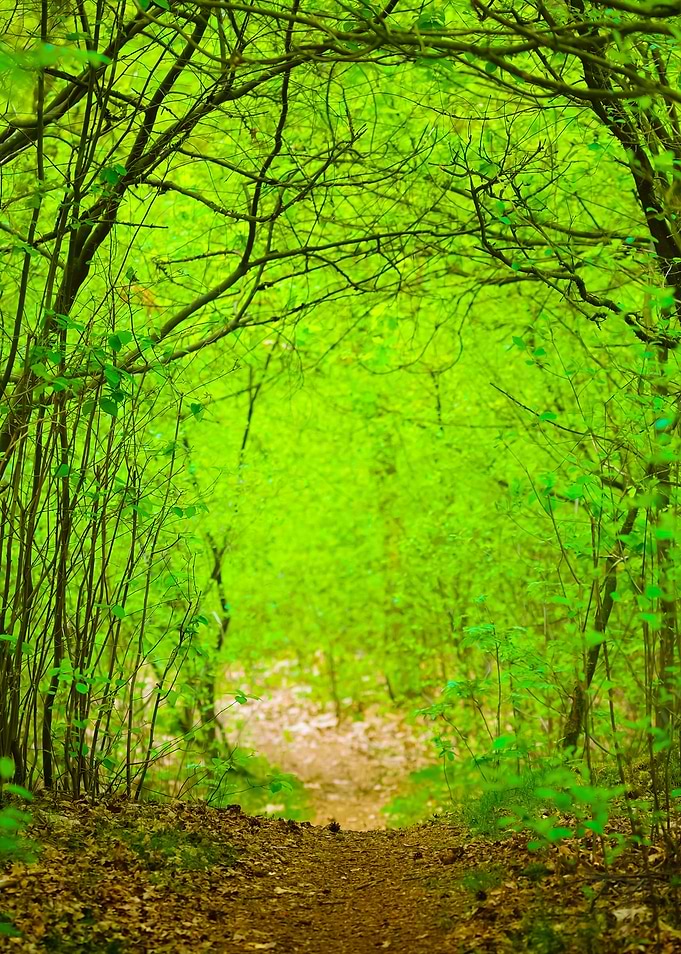 Spring Forest In The Nethe