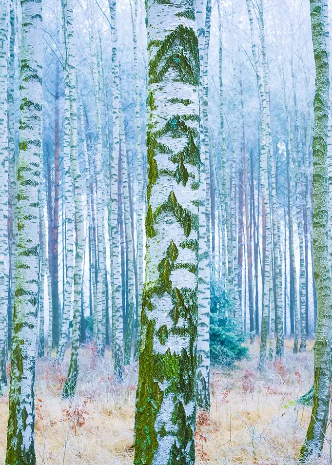Frozen Birch Forest