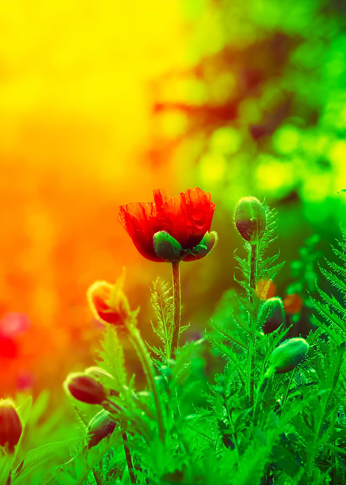 Poppy Field At Sunset
