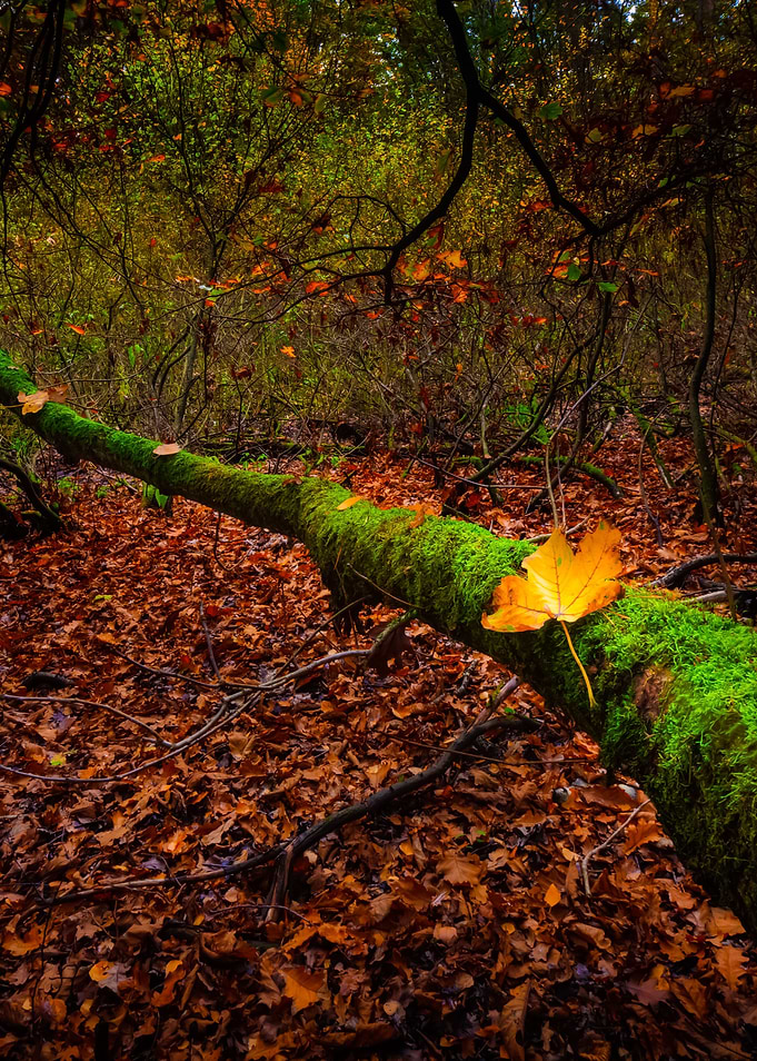 Autumnal Forest Landscape