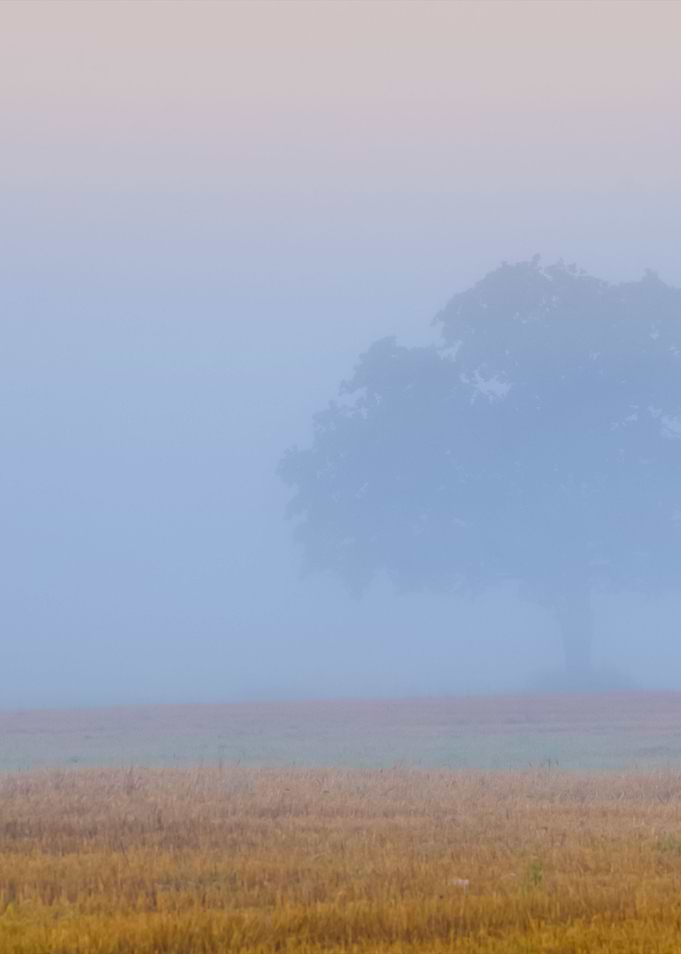 Lonely Tree In The Field I