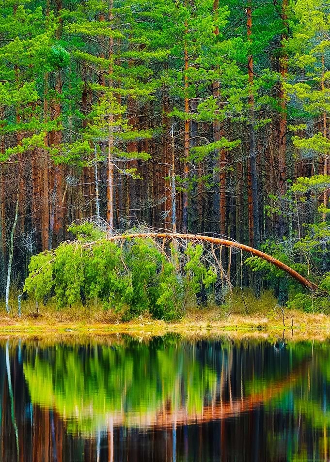 Pine Forest And A Lake