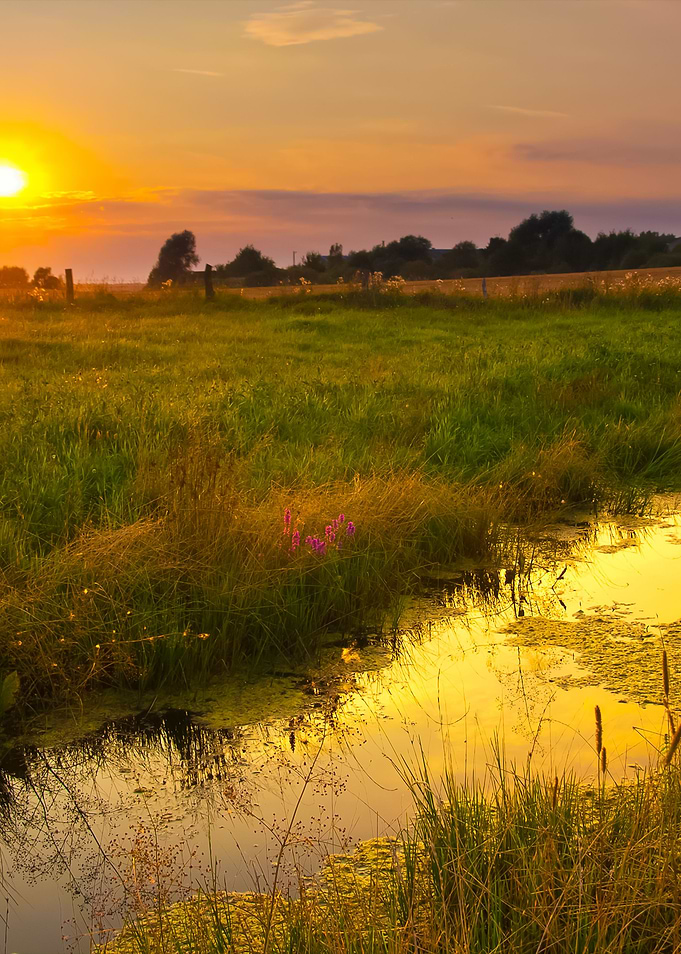 Wild River Landscape