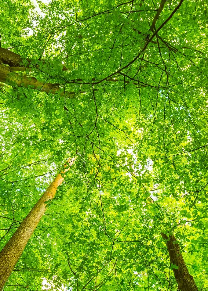 Green Forest