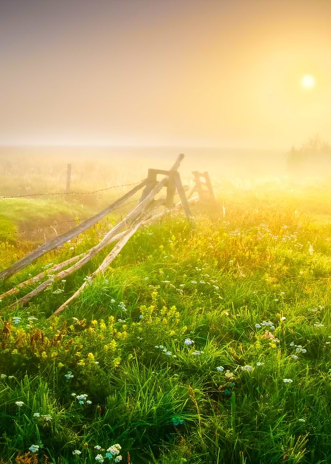 Foggy Morning Meadow