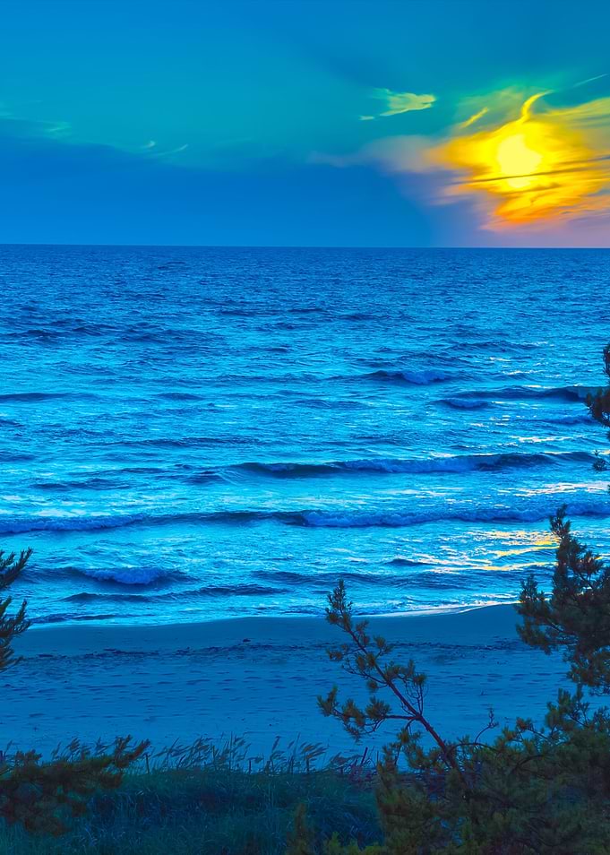 Baltic Sea Coast With Pine