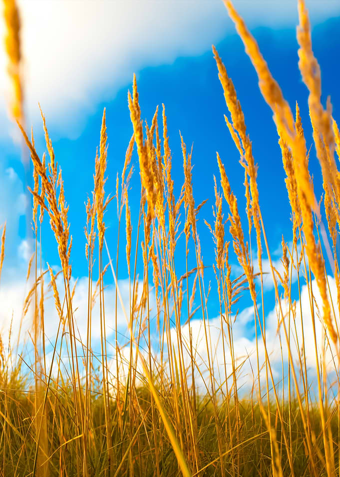 Grass And Sky