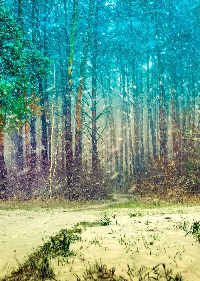 First Snow In The Pine For