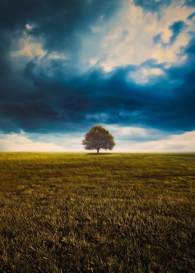 Single Tree In A Field