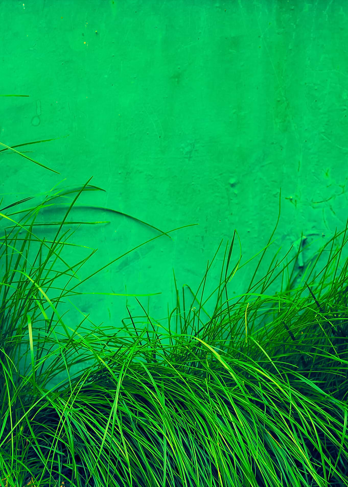 Grunge Green Background Fr