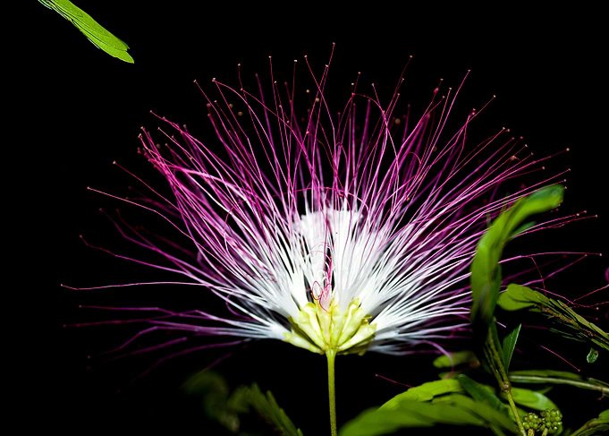 Edwin Flower 1