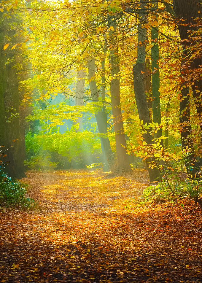 Autumn Forest Nachtegalenp