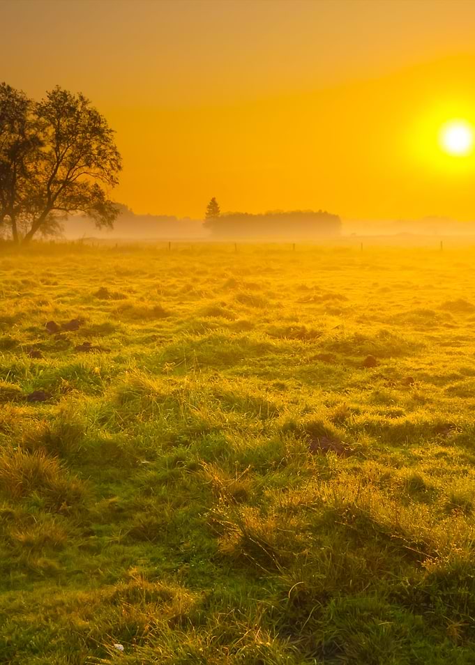 Foggy Meadow Sunrise