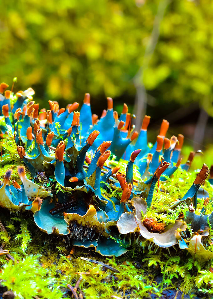 Blue Lichen In The Forest