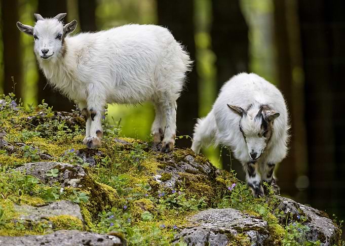 Goats