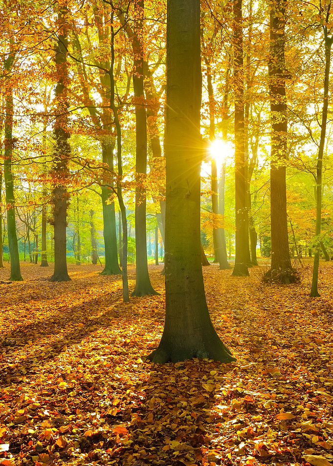 Autumn Forest Nachtegalenp