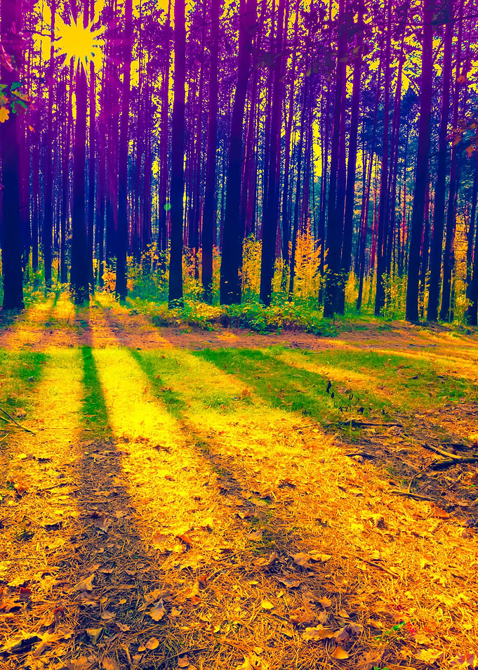 Pine Forest In The Morning