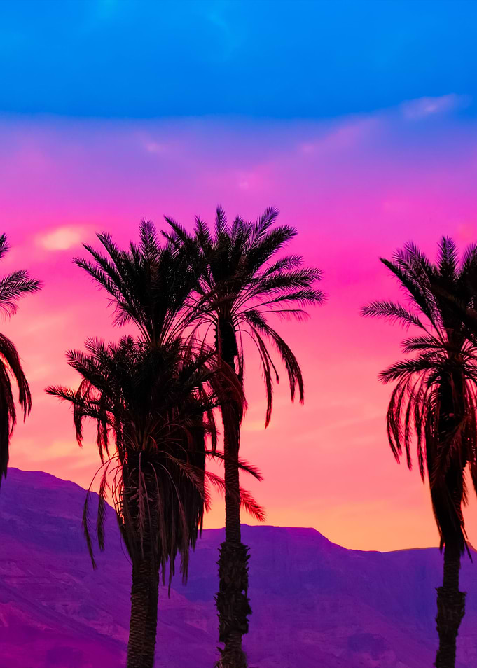 Palm Trees At Sunset In De