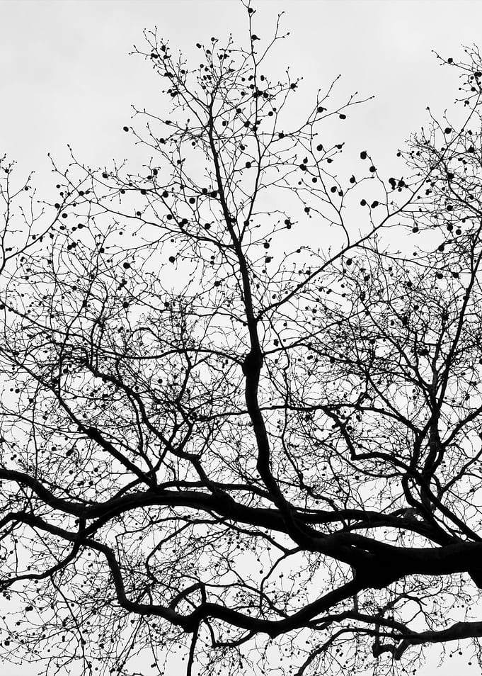 Tree Silhouette
