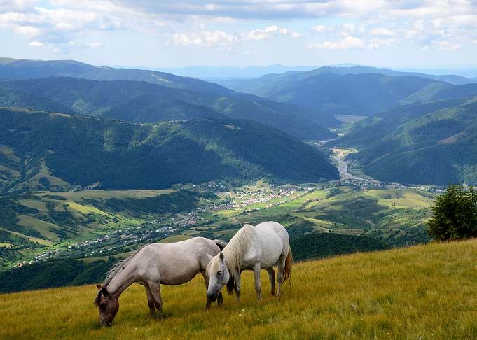 Horses