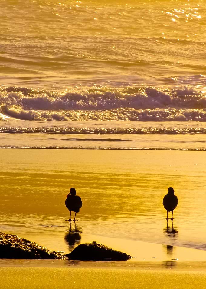Birds On Sea Beach