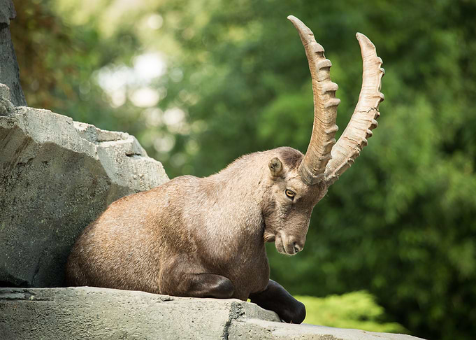 Mountain Goat