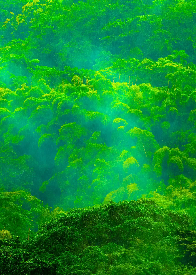 Tropic Forest During Rainy