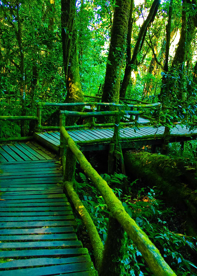 Rain Forest At Doi Intanon