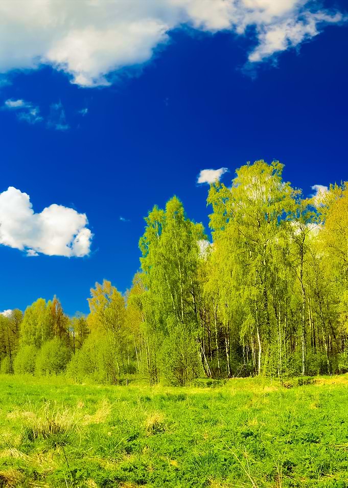 Classical Meadow And Fores