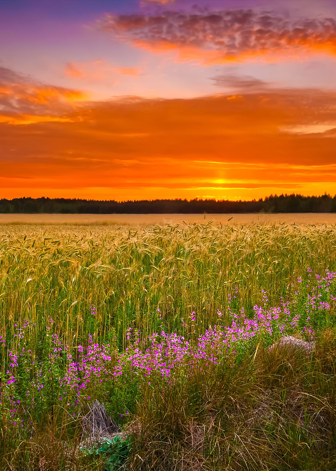 Young Cereal Field