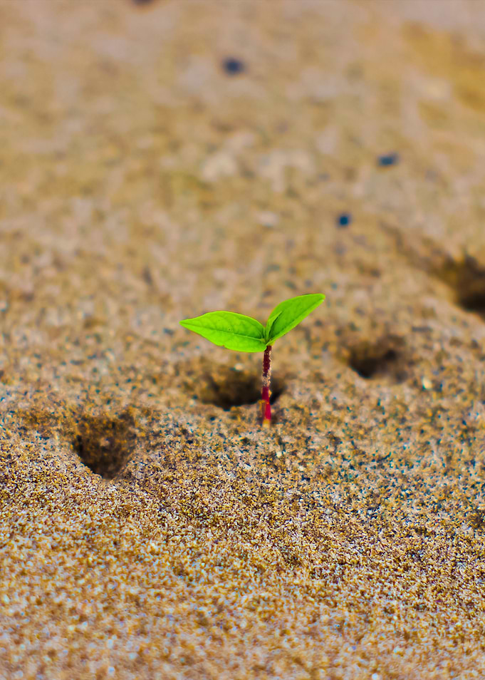 New Born Plant