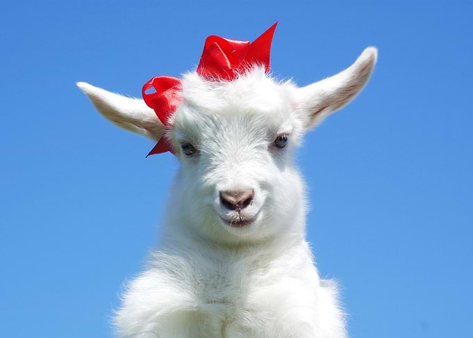 Goat