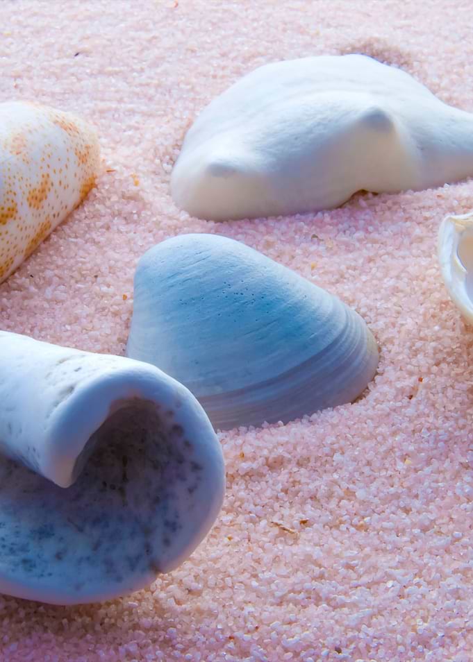 Seashells