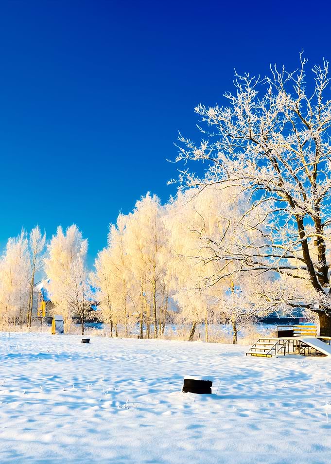 HoarFrost On Trees In Wint