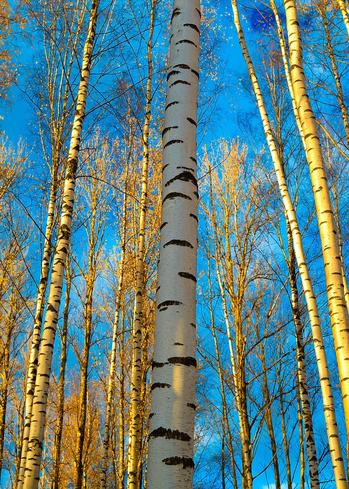 Birch Trees Background