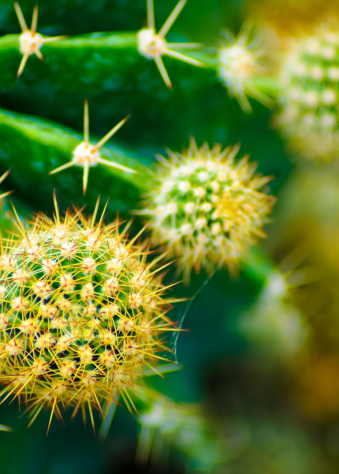 Cactus Close Up