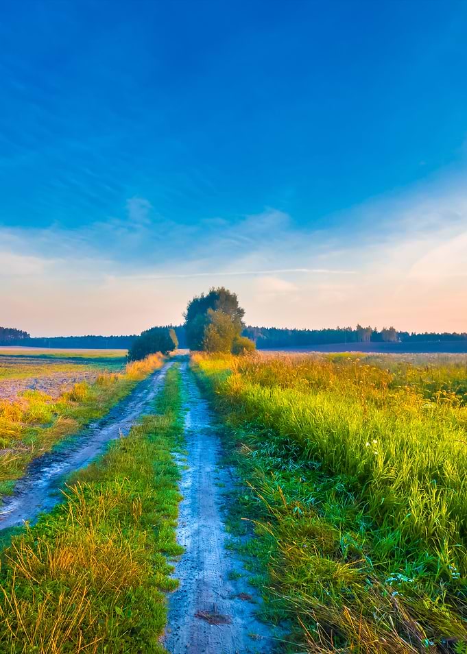 Foggy Morning Meadow Lands