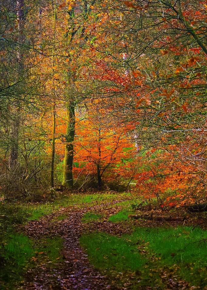 Autumn Forest In The Nethe
