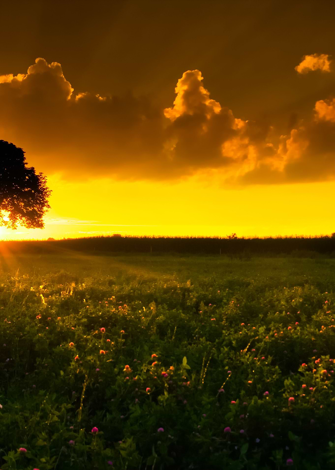 Trees And Sunset On Field