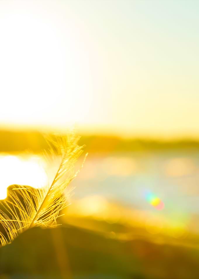 Nature Scene At Sunset