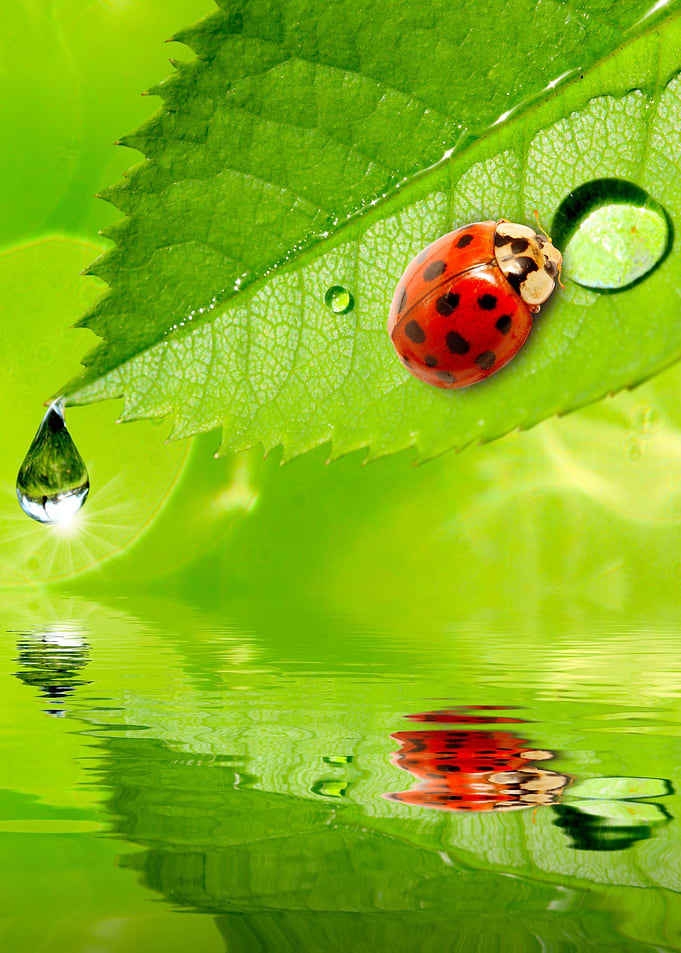 Ladybug artwork