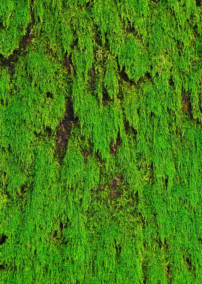 Moss On The Tree