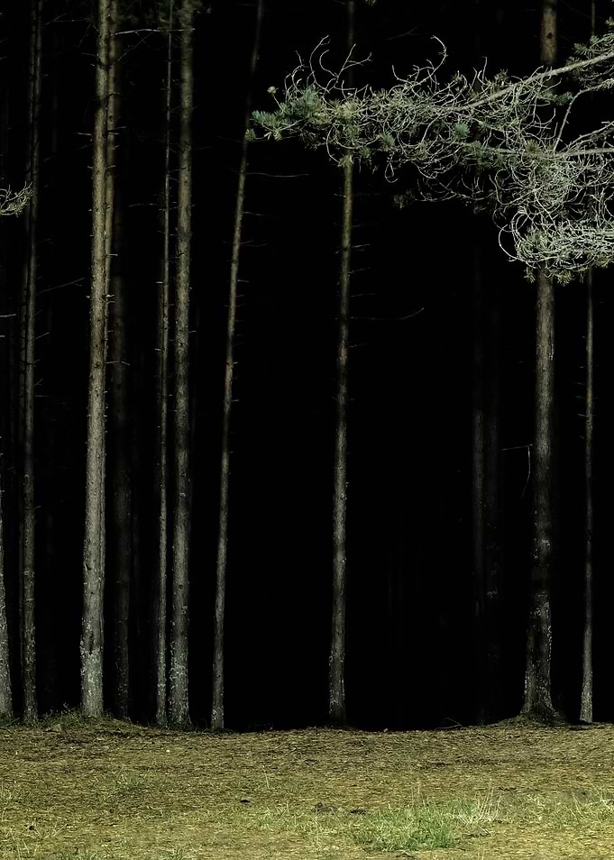 Forest Scene By Night