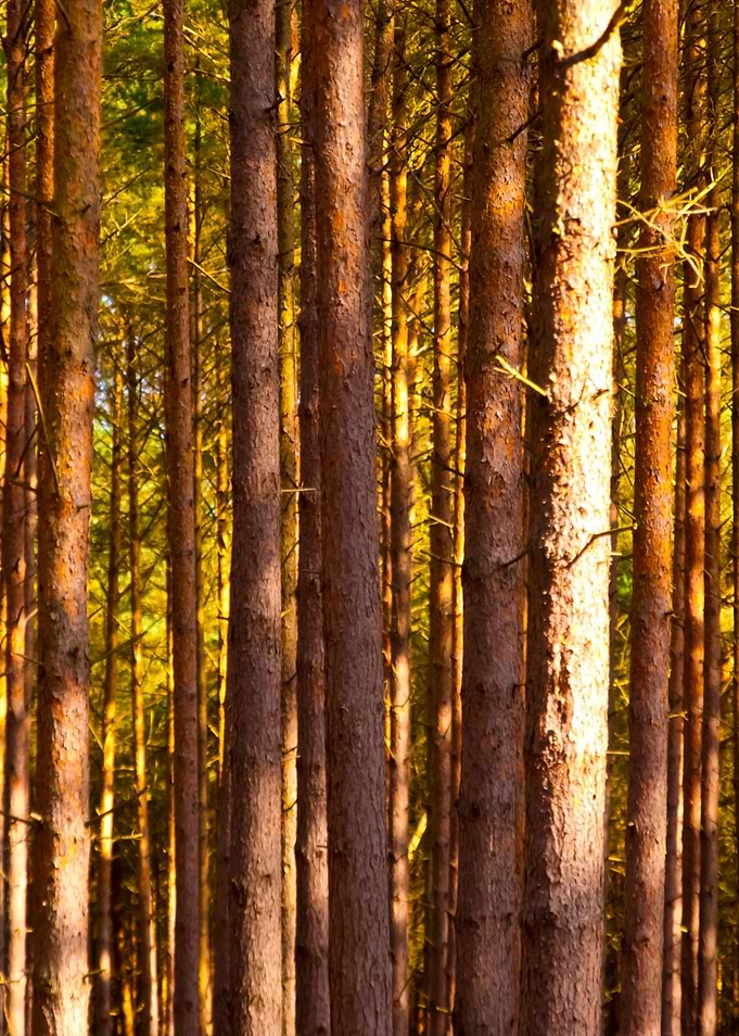 Forest Of Darss
