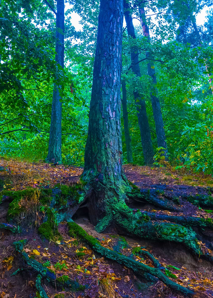 Roots Of Trees In Autumnal