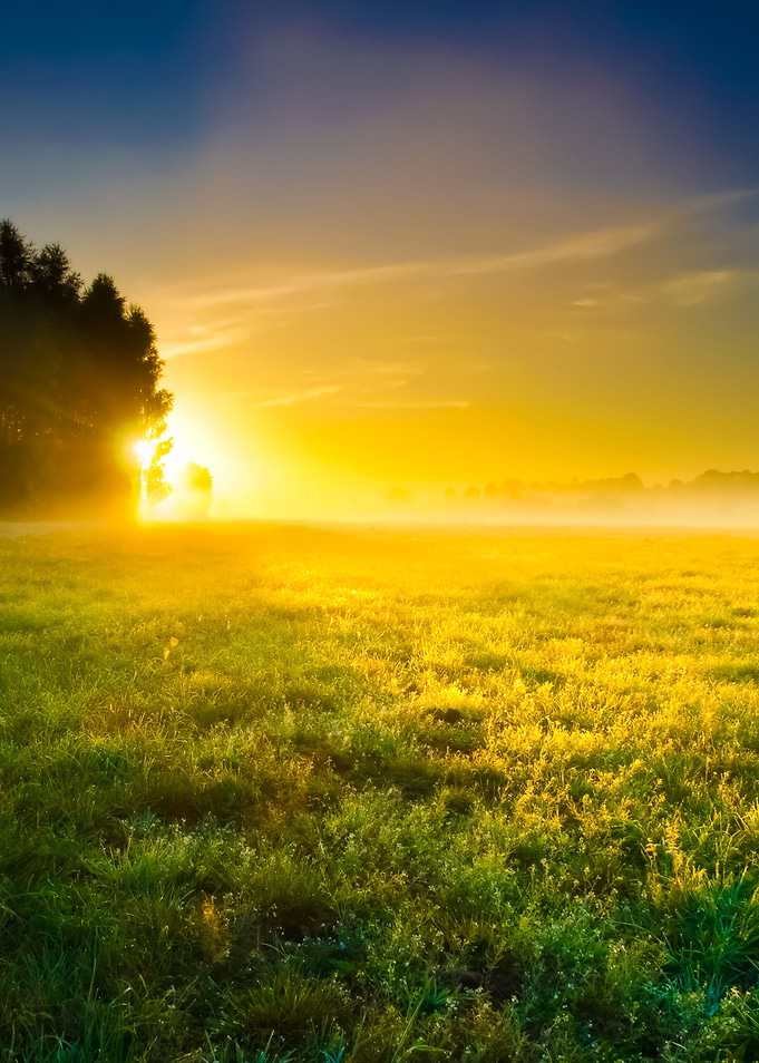 Foggy Meadow Sunrise