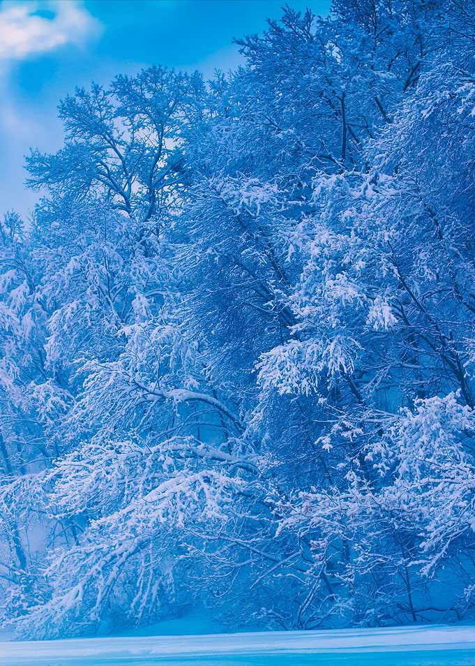 Winter Forest Covered With