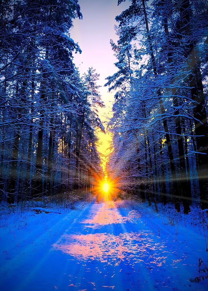 Sun Rays In Winter Forest
